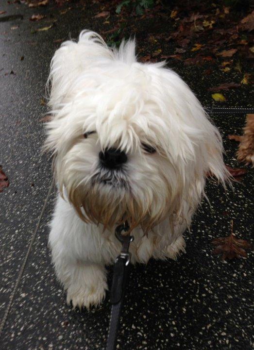 Blanding af racer Albert billede 3