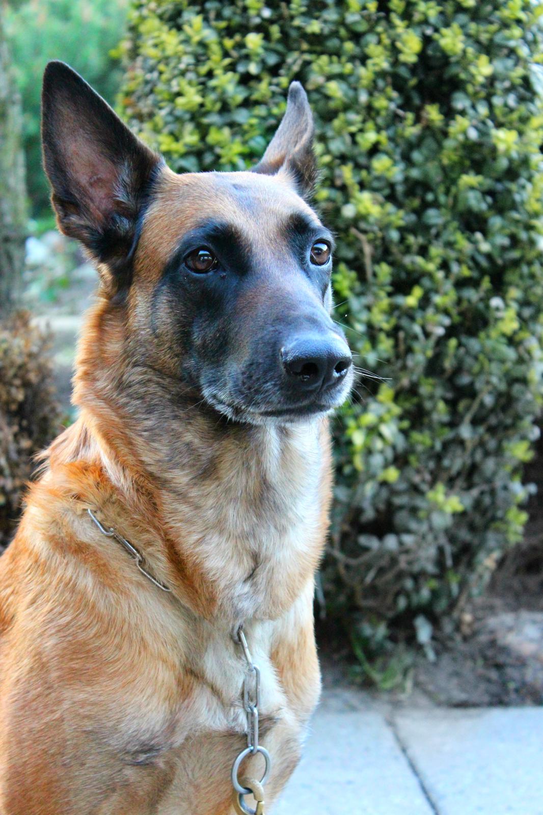 Malinois Coco billede 8