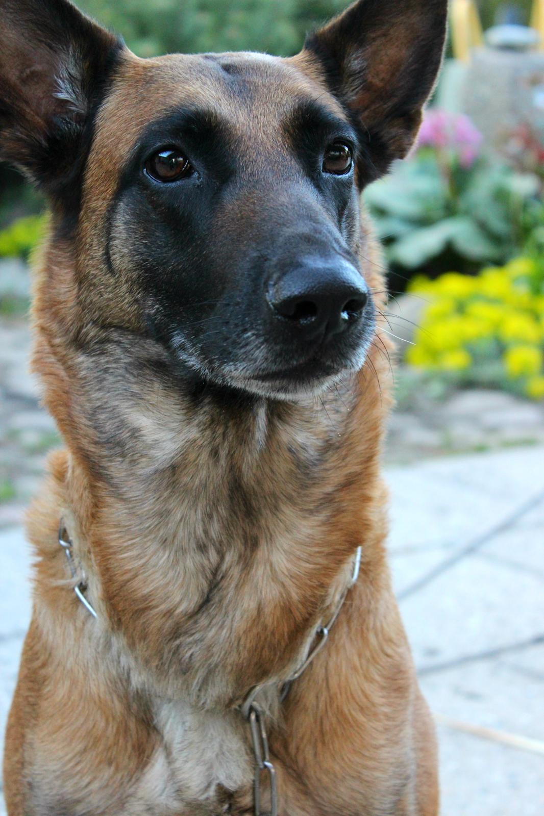 Malinois Coco billede 10