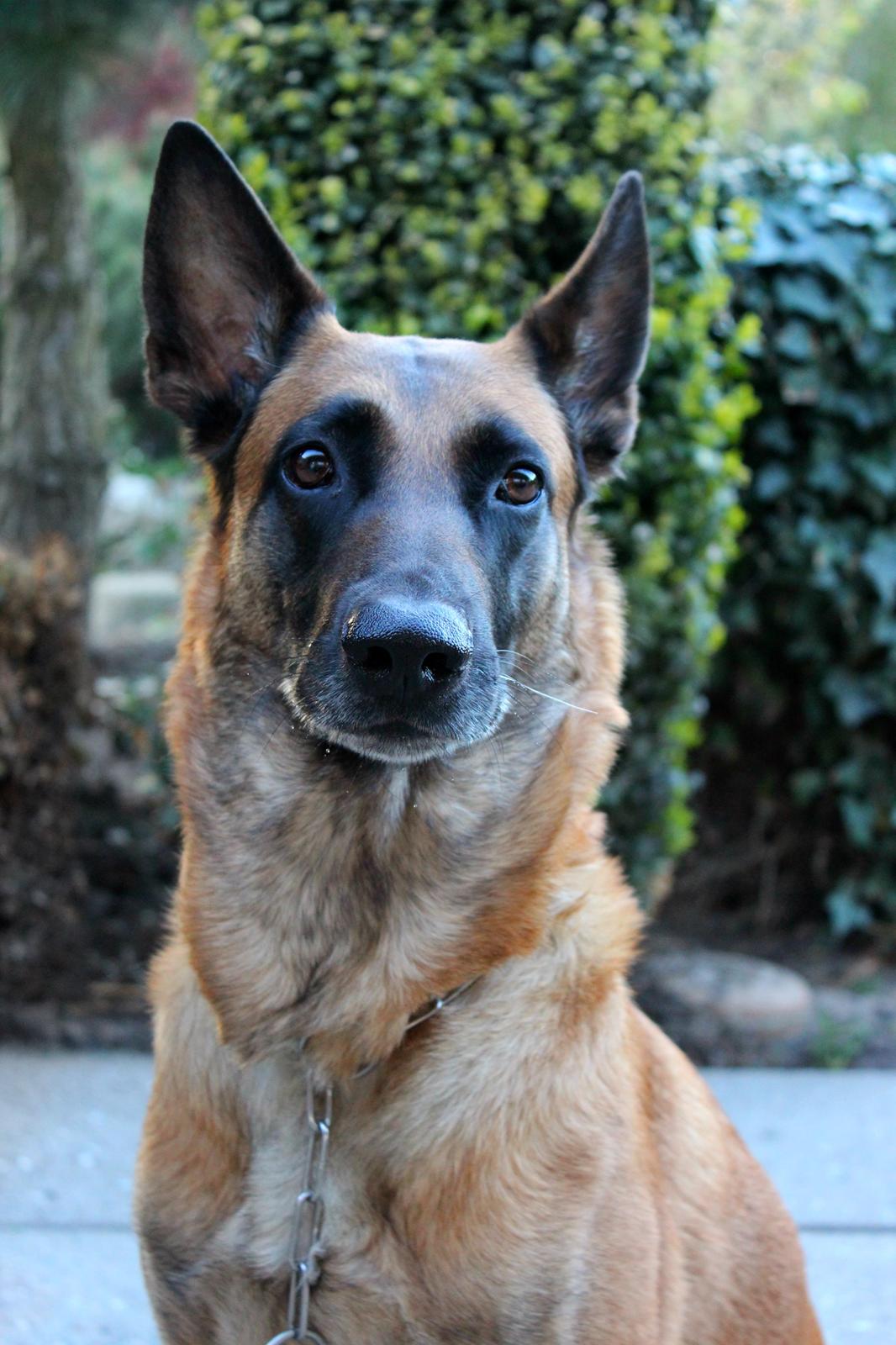 Malinois Coco billede 9