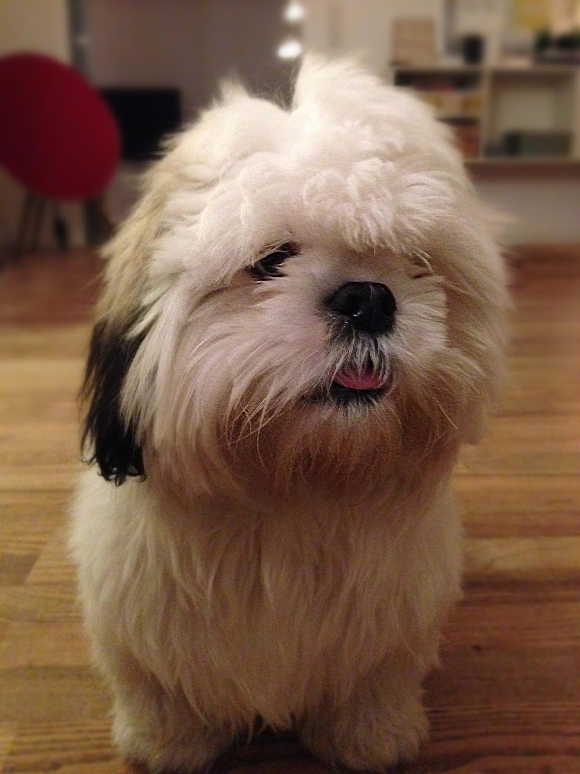 Blanding af racer Albert billede 2