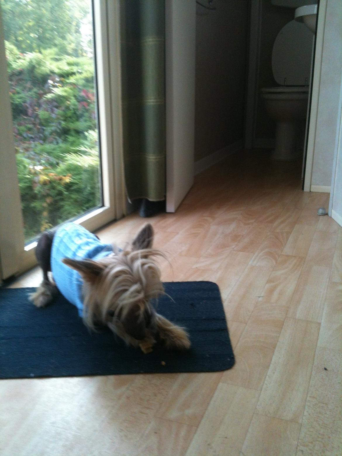 Chinese crested hårløs Get Lucky Santa la Vida billede 3