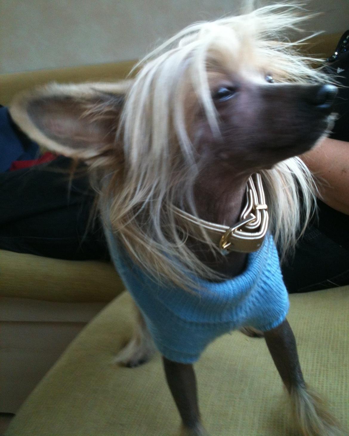 Chinese crested hårløs Get Lucky Santa la Vida billede 4