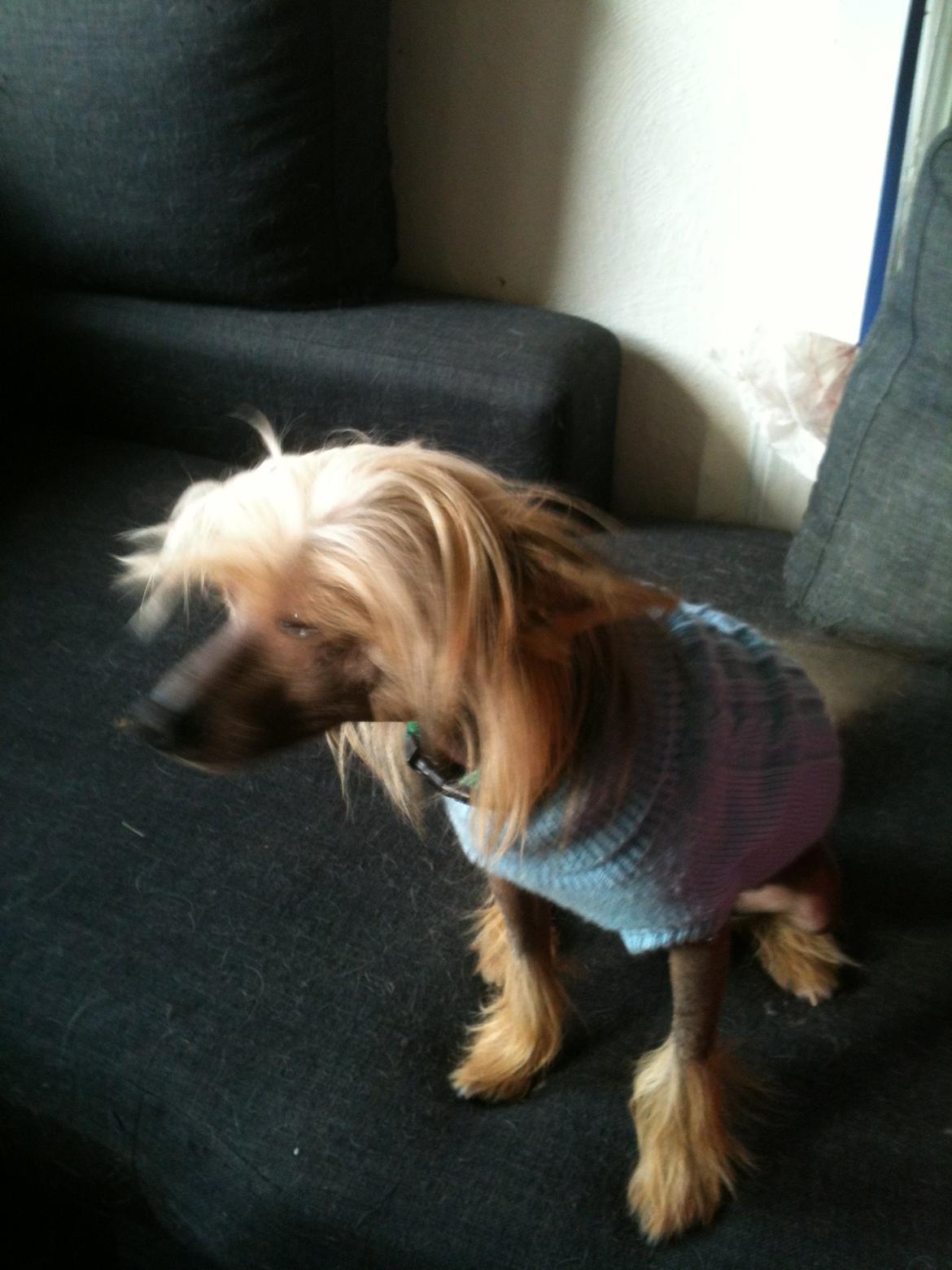 Chinese crested hårløs Get Lucky Santa la Vida billede 5