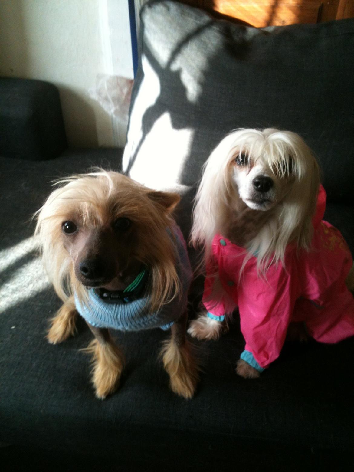 Chinese crested hårløs Get Lucky Santa la Vida billede 6