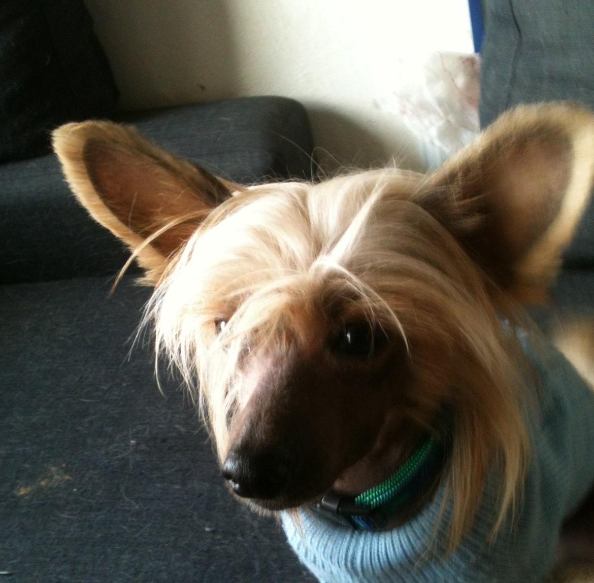 Chinese crested hårløs Get Lucky Santa la Vida billede 8