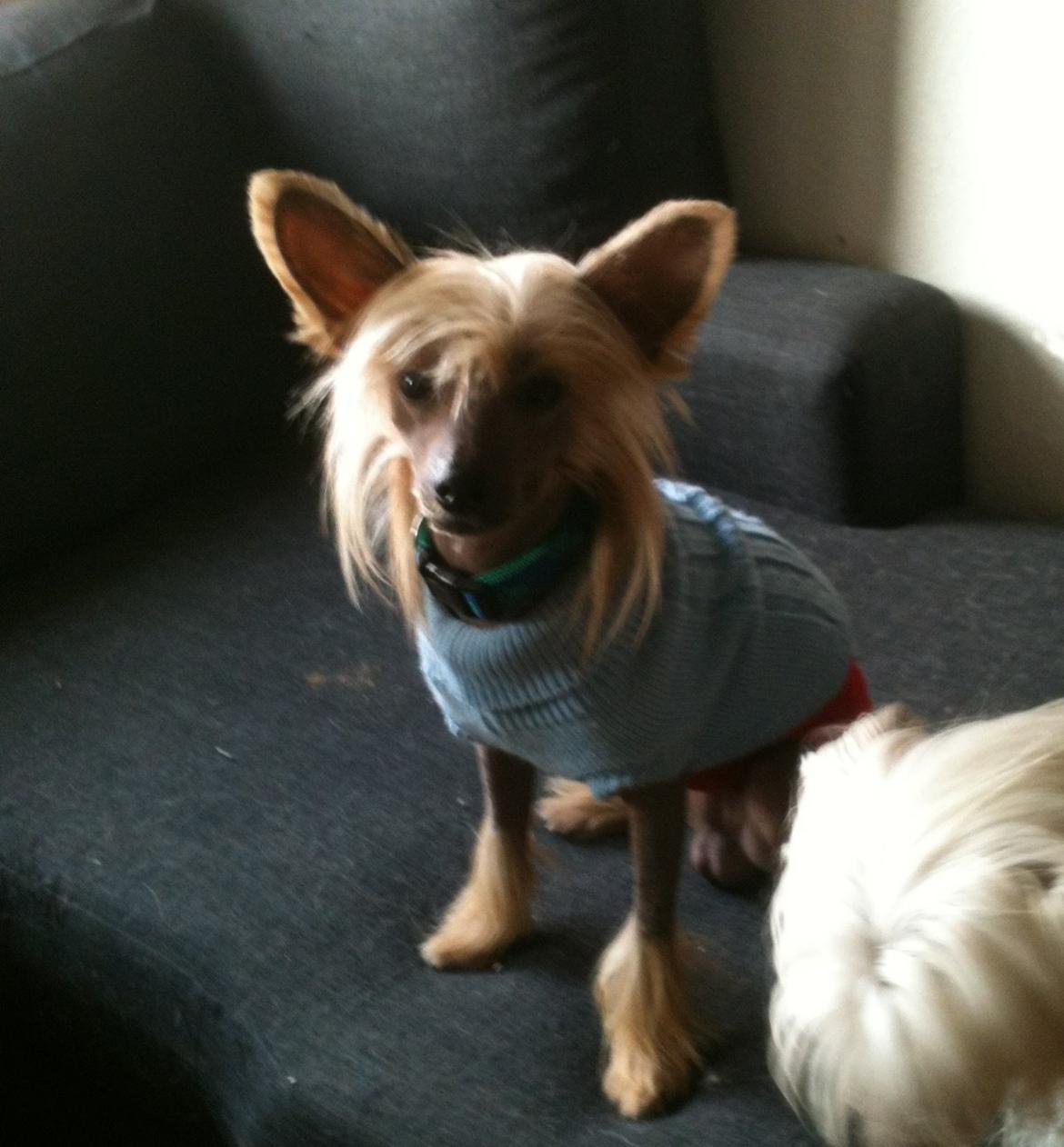 Chinese crested hårløs Get Lucky Santa la Vida billede 9