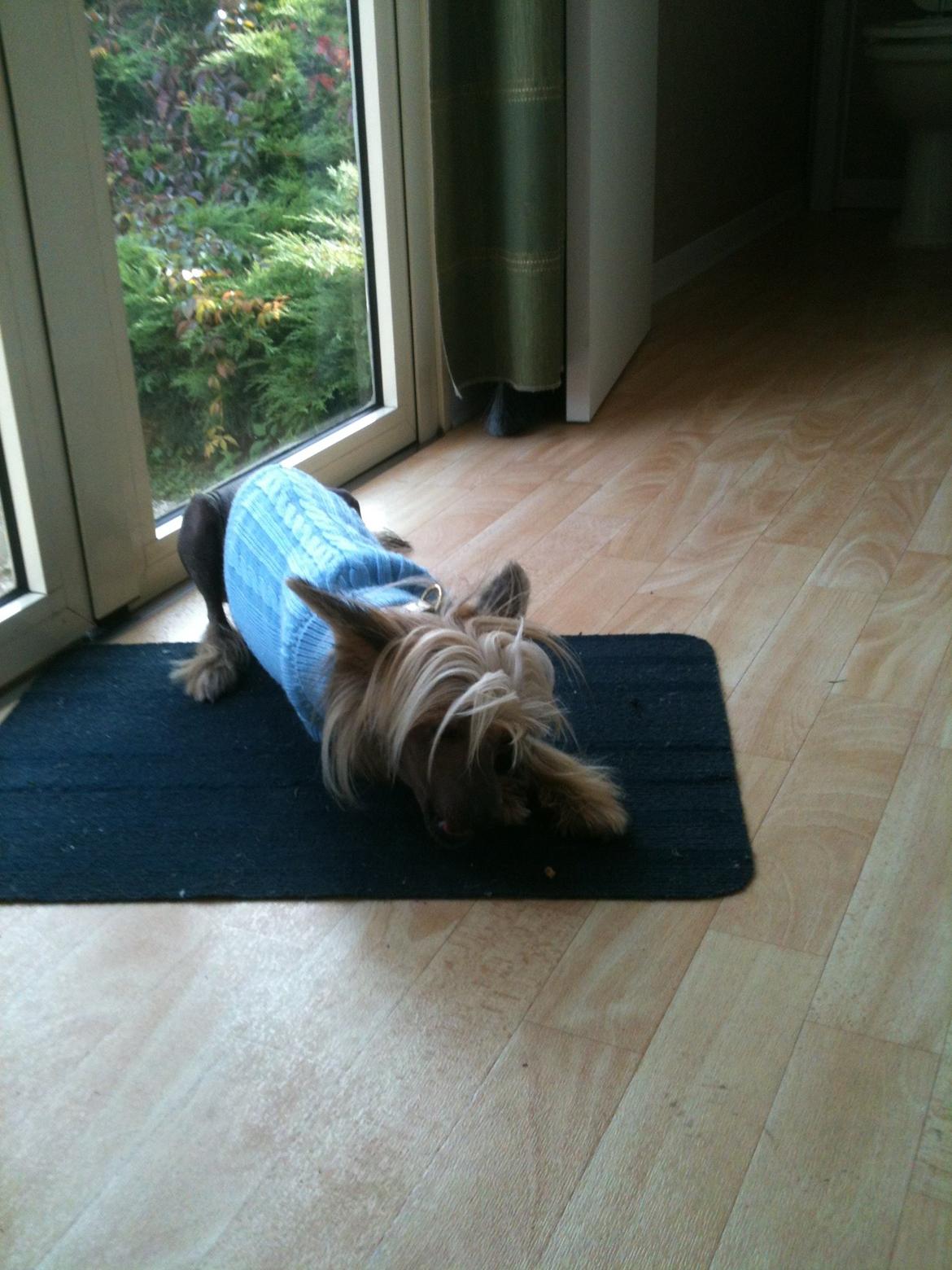 Chinese crested hårløs Get Lucky Santa la Vida billede 2