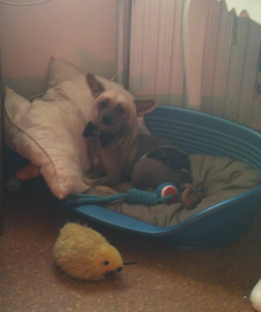 Chinese crested hårløs Get Lucky Santa la Vida billede 10