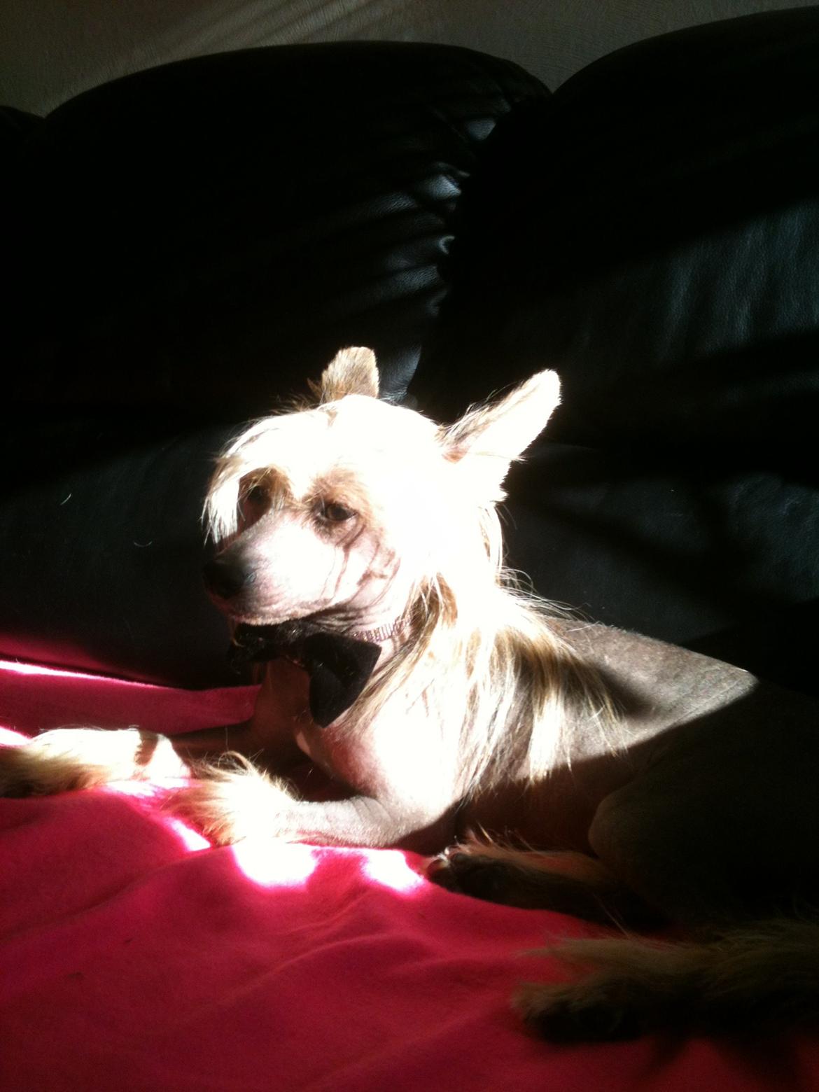 Chinese crested hårløs Get Lucky Santa la Vida billede 11