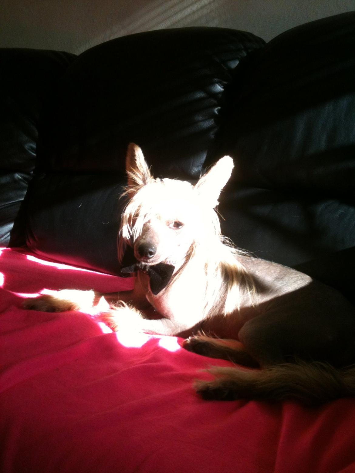 Chinese crested hårløs Get Lucky Santa la Vida billede 14