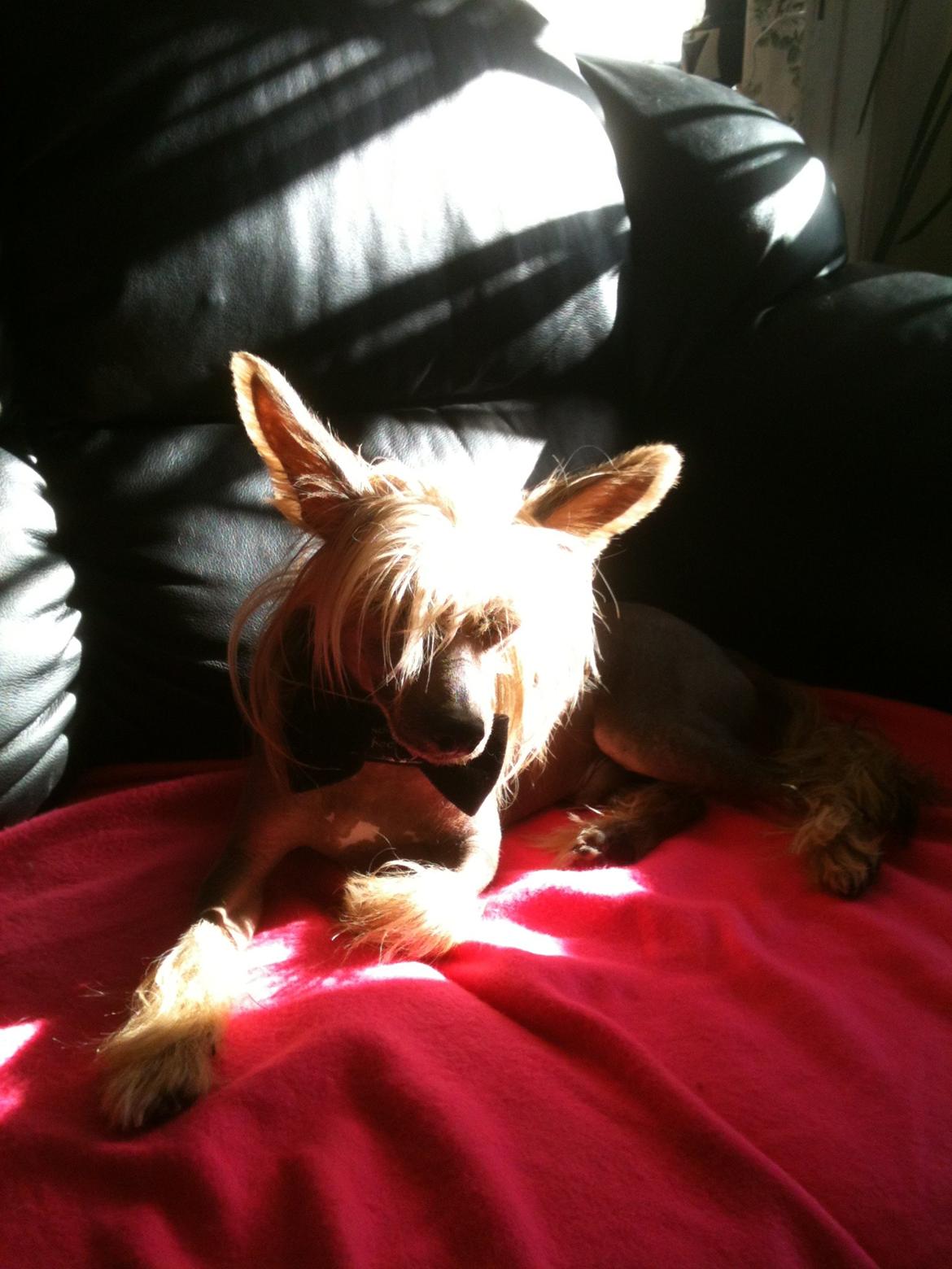 Chinese crested hårløs Get Lucky Santa la Vida billede 15