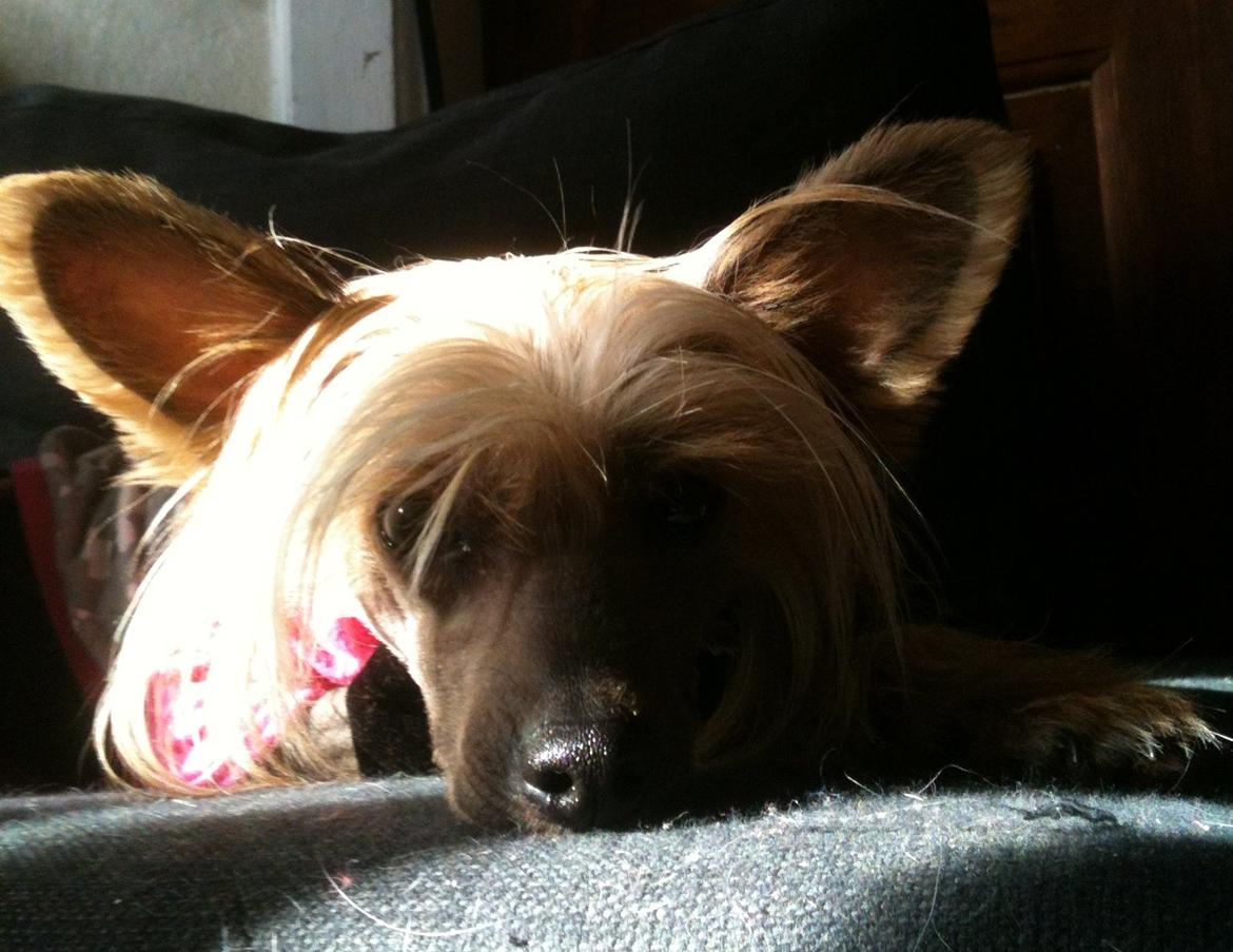 Chinese crested hårløs Get Lucky Santa la Vida billede 17