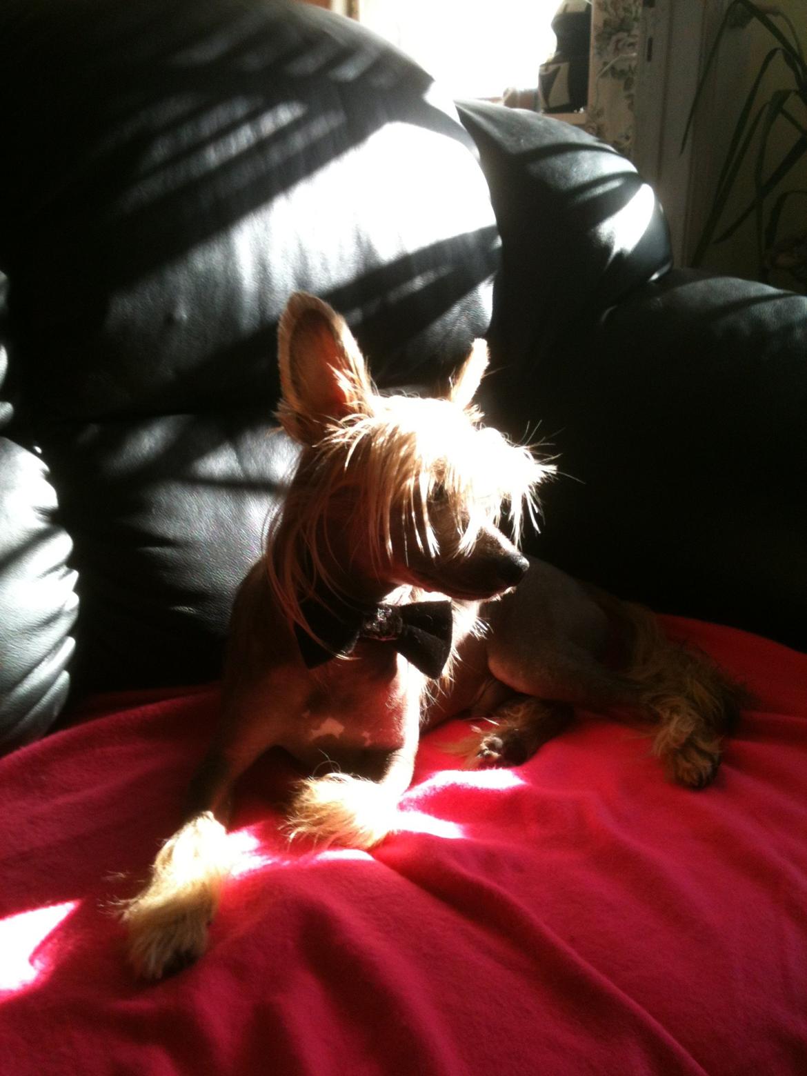 Chinese crested hårløs Get Lucky Santa la Vida billede 1