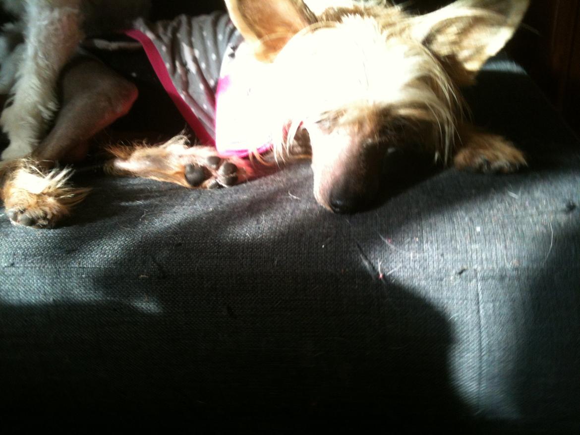 Chinese crested hårløs Get Lucky Santa la Vida billede 18