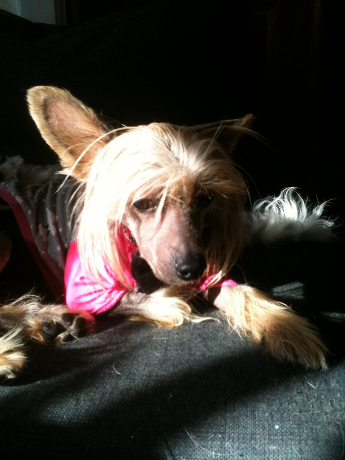 Chinese crested hårløs Get Lucky Santa la Vida billede 19