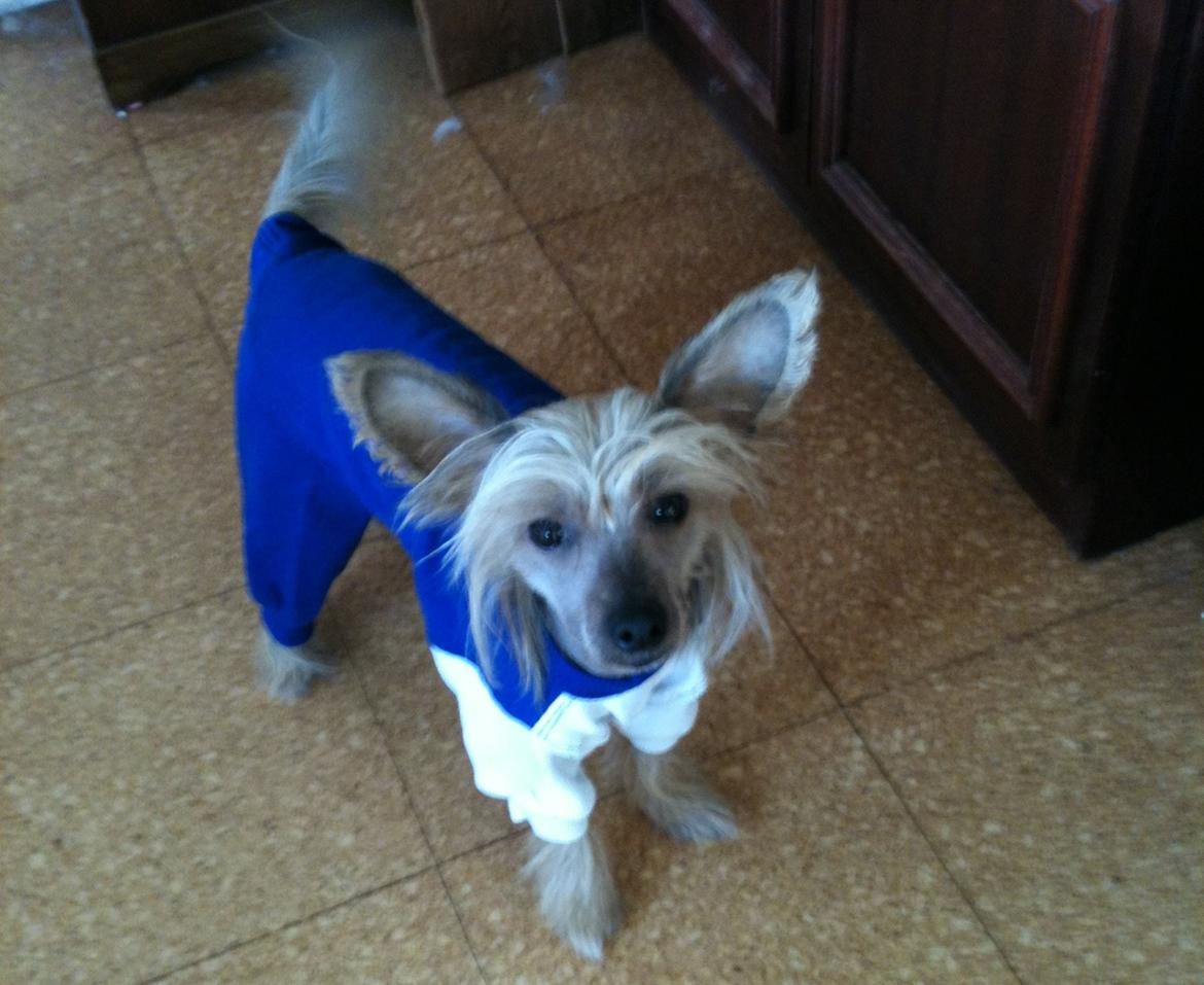 Chinese crested hårløs Get Lucky Santa la Vida billede 12