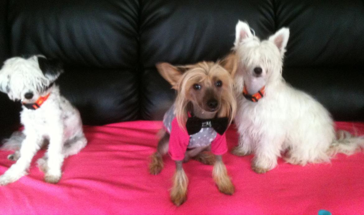 Chinese crested hårløs Get Lucky Santa la Vida billede 7