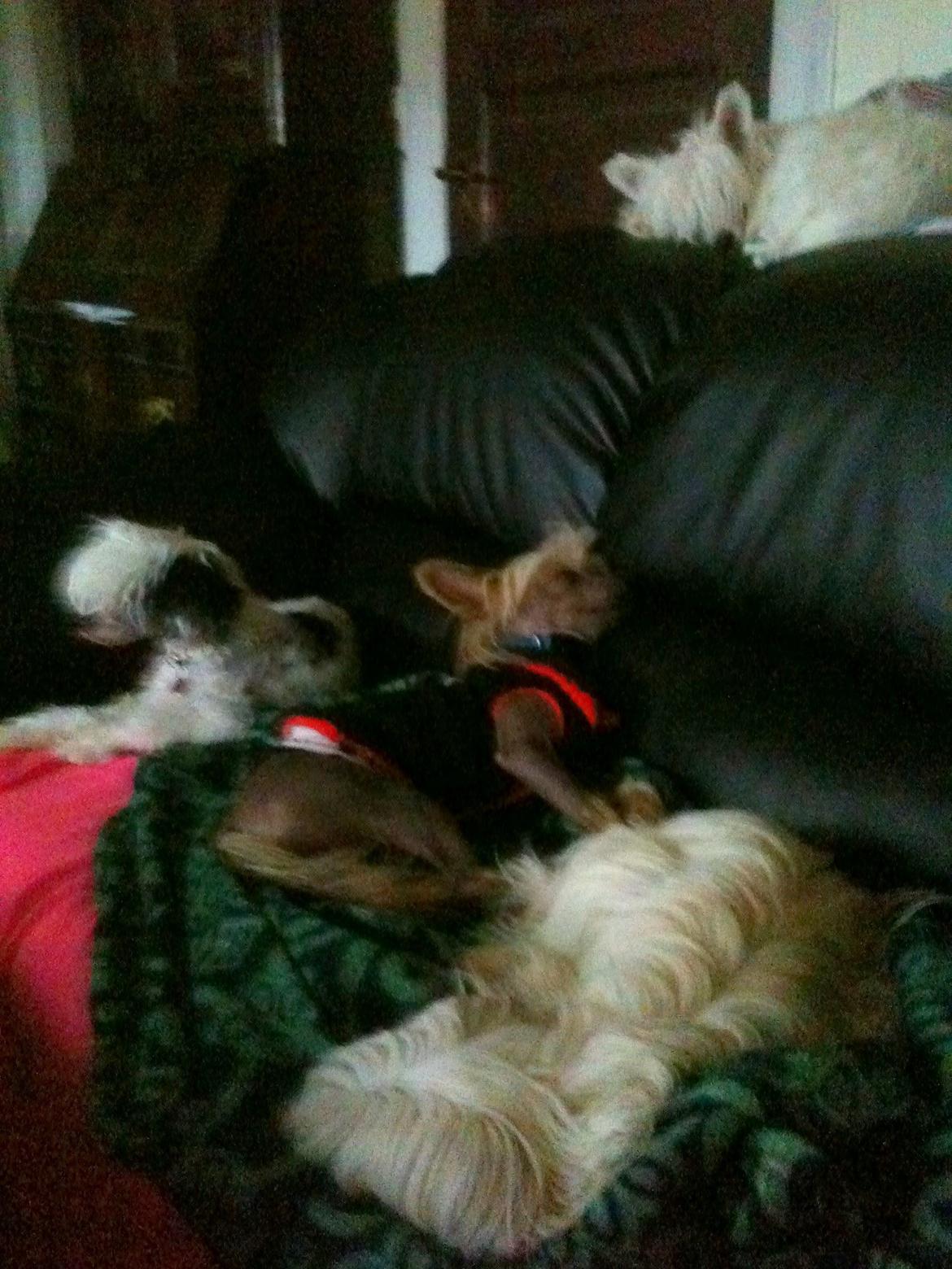 Chinese crested hårløs Get Lucky Santa la Vida billede 16