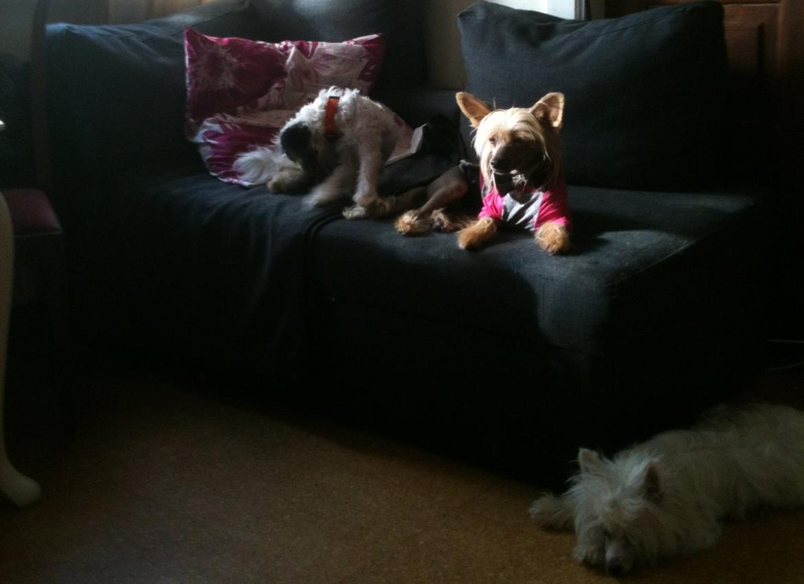 Chinese crested hårløs Get Lucky Santa la Vida billede 13