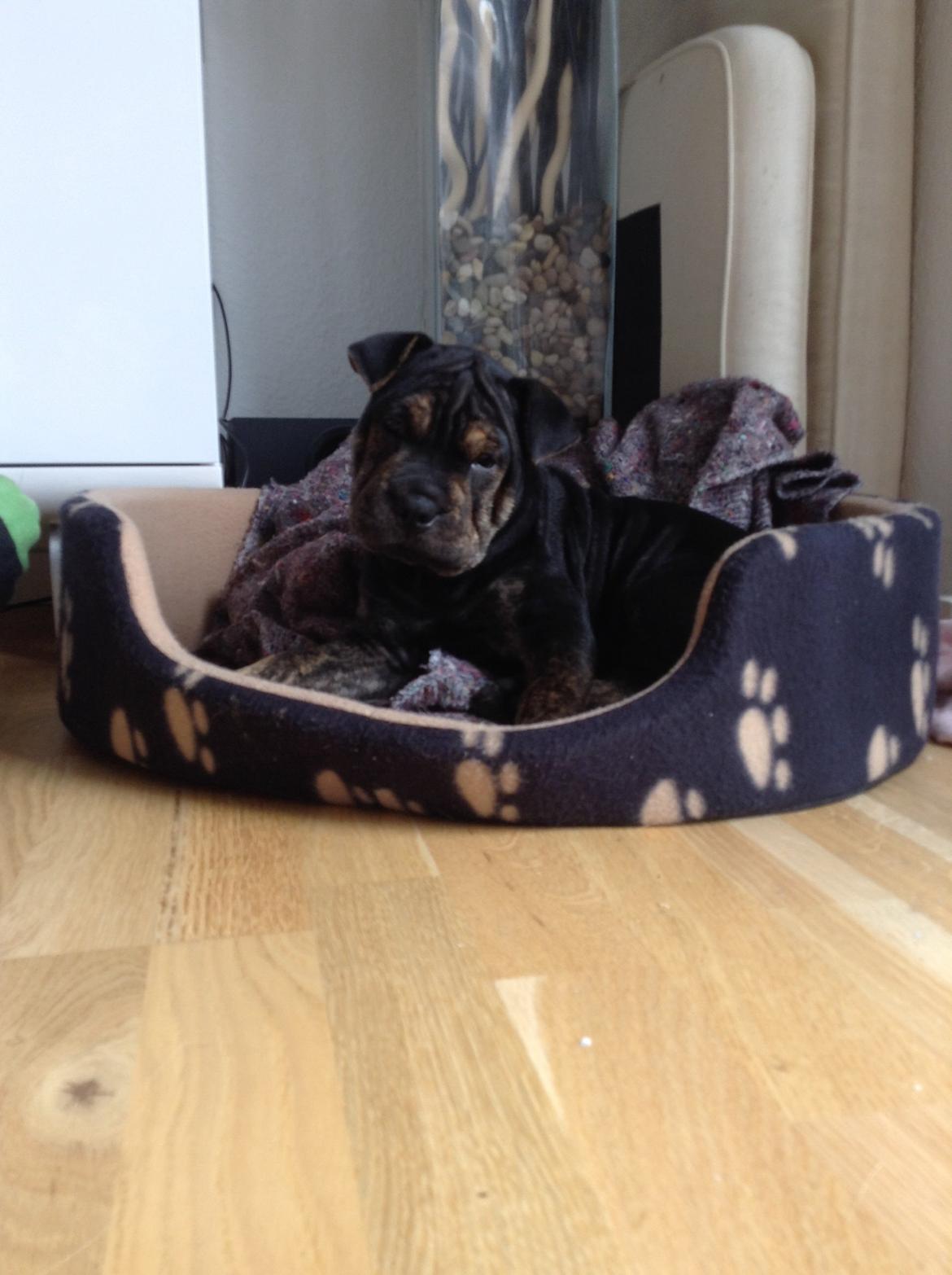 Blanding af racer Honey billede 2