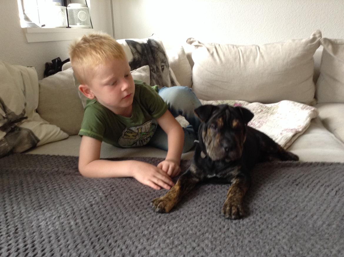 Blanding af racer Honey billede 3