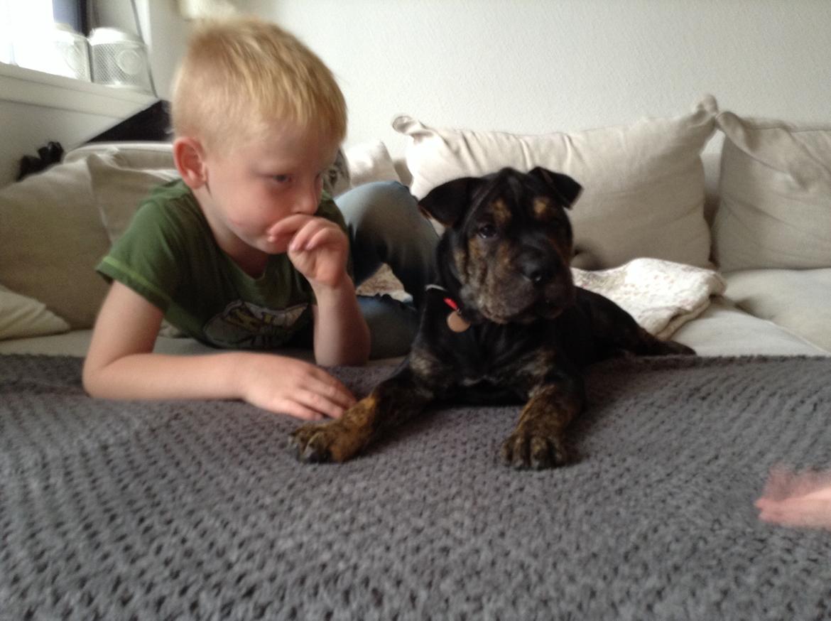 Blanding af racer Honey billede 4