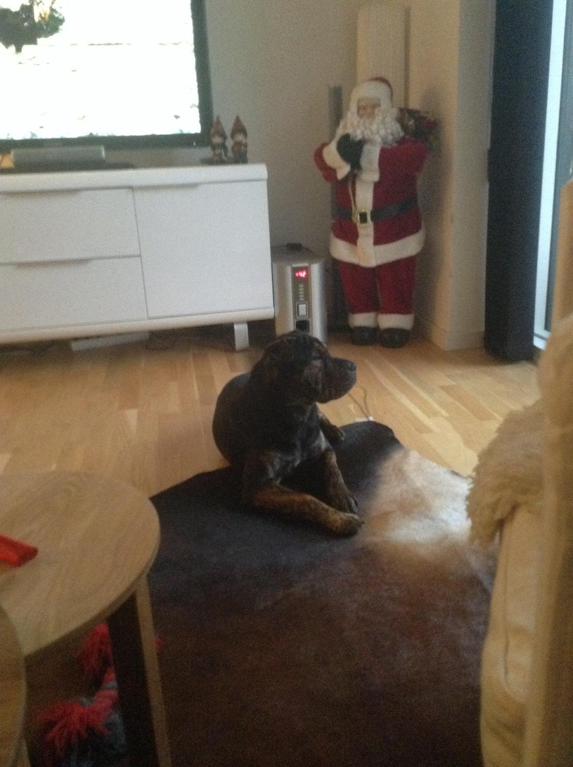 Blanding af racer Honey billede 6