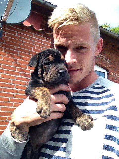 Blanding af racer Honey billede 8