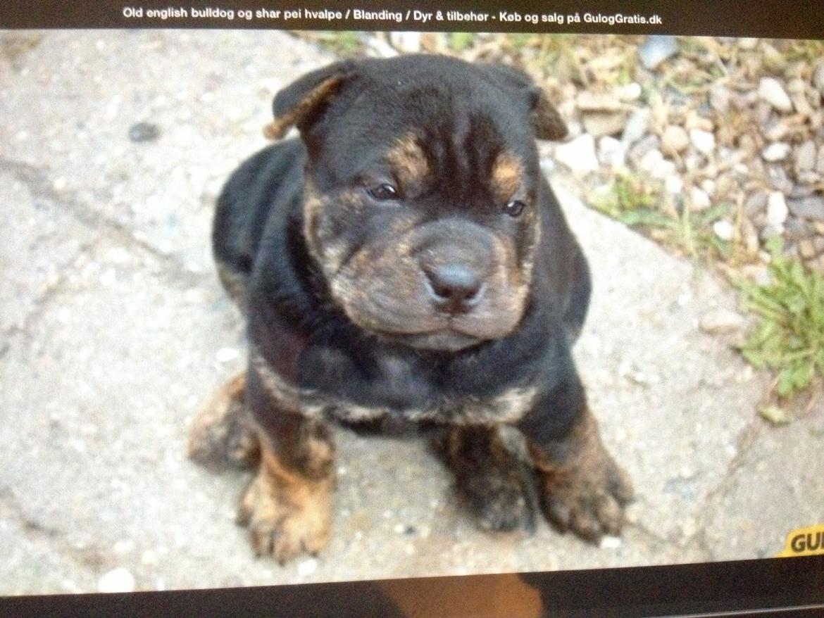 Blanding af racer Honey billede 11