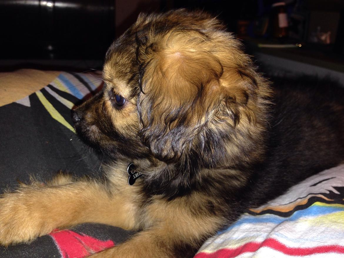 Blanding af racer Charger billede 5