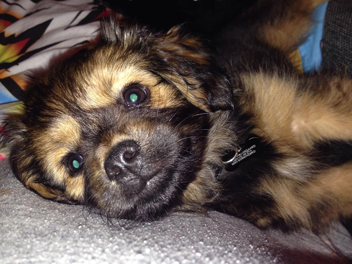 Blanding af racer Charger billede 6