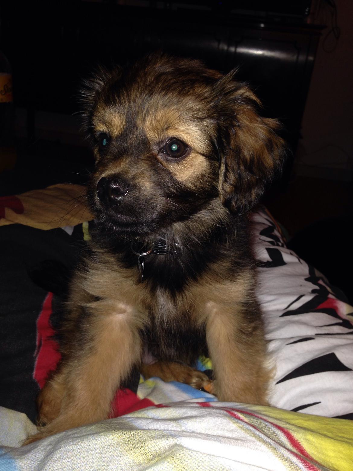 Blanding af racer Charger billede 7