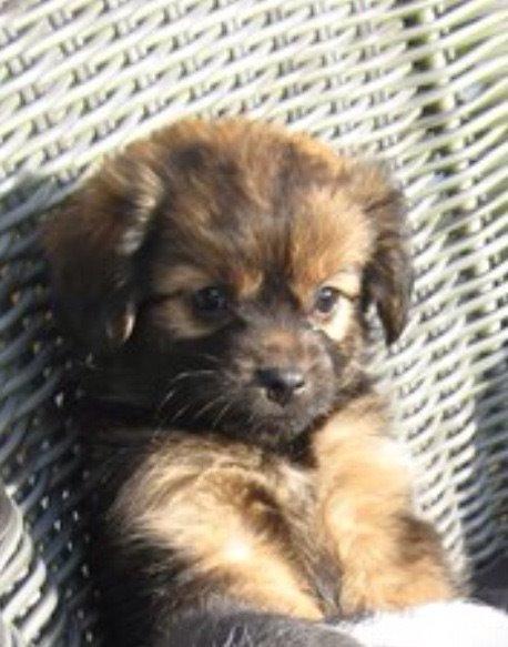 Blanding af racer Charger billede 8