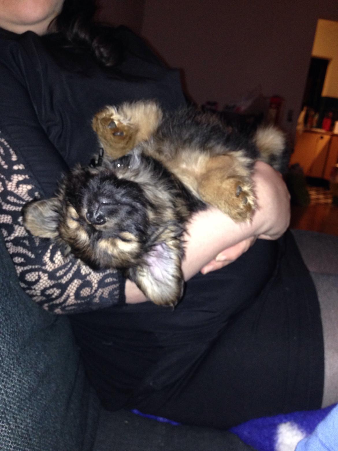 Blanding af racer Charger billede 9