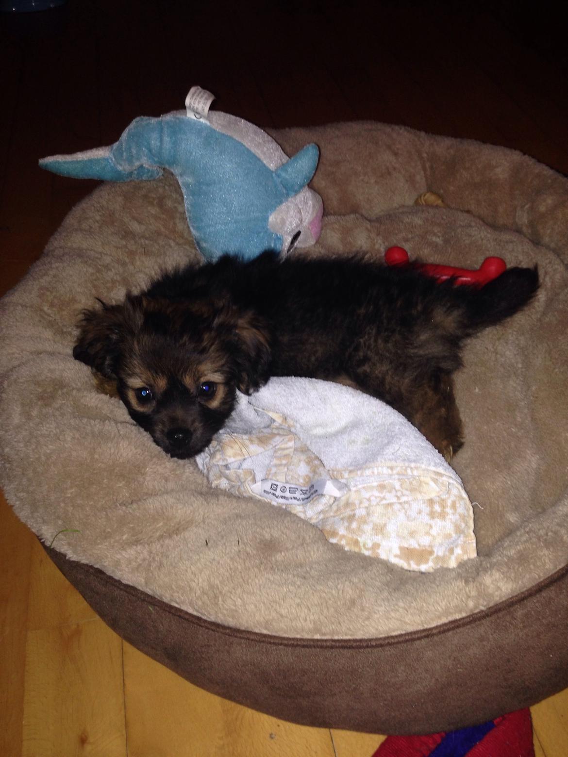 Blanding af racer Charger billede 10