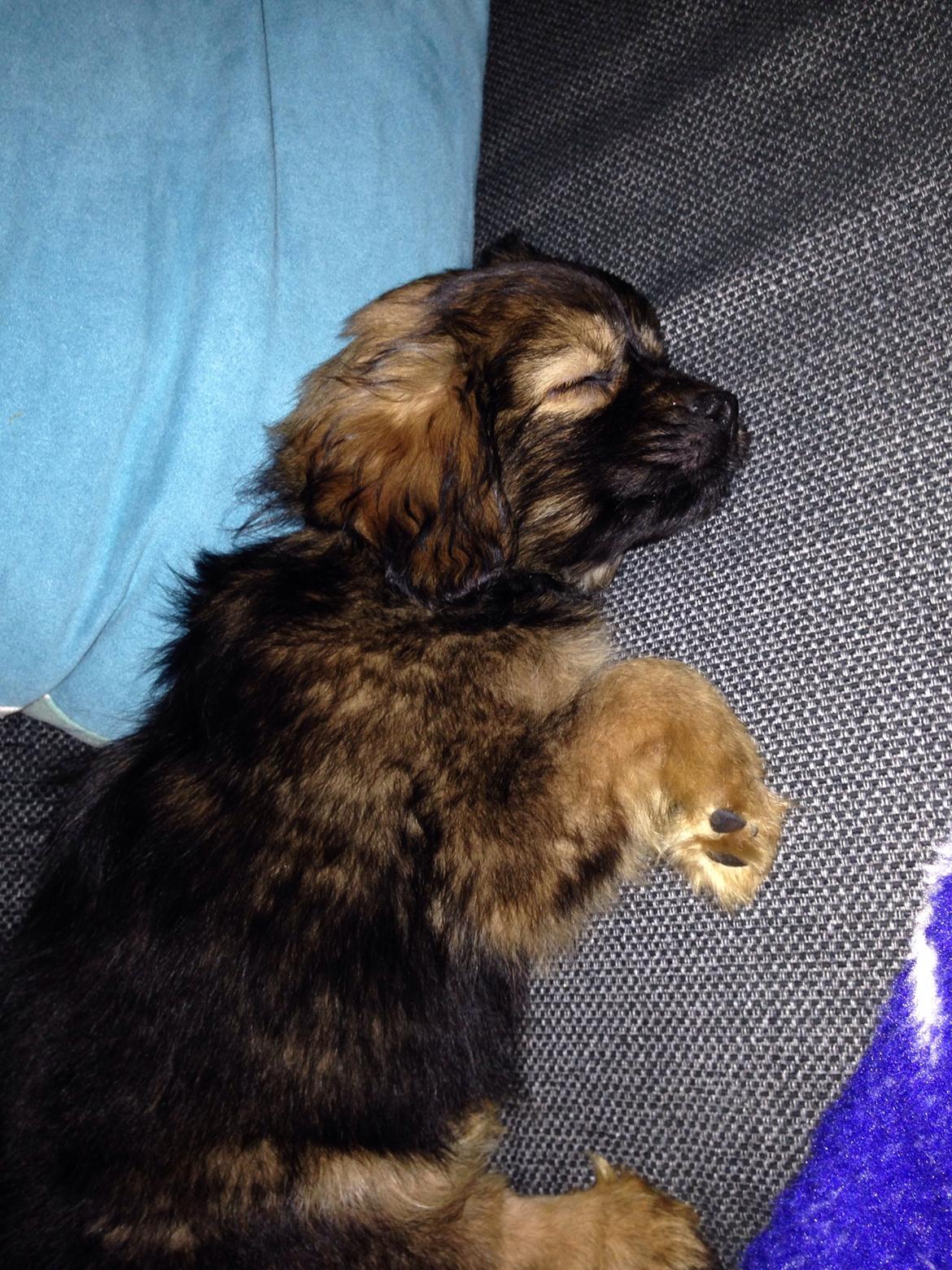 Blanding af racer Charger billede 11