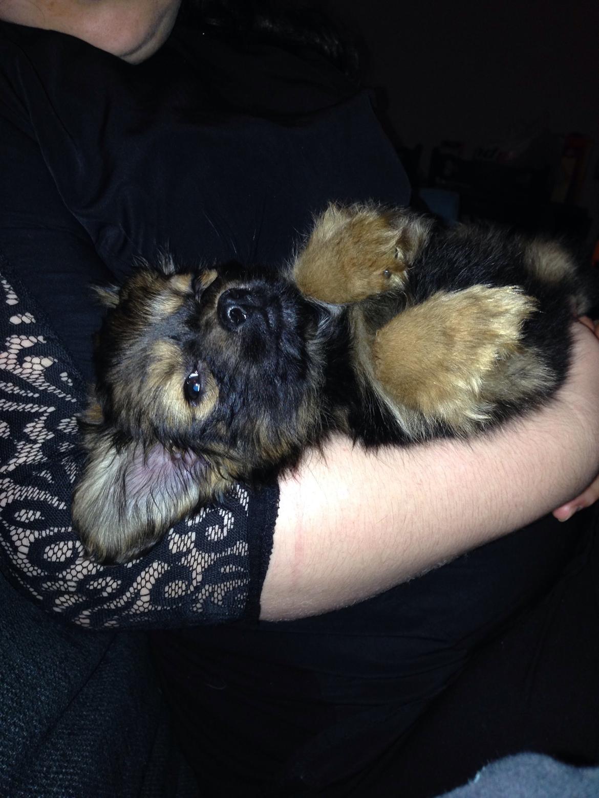 Blanding af racer Charger billede 12