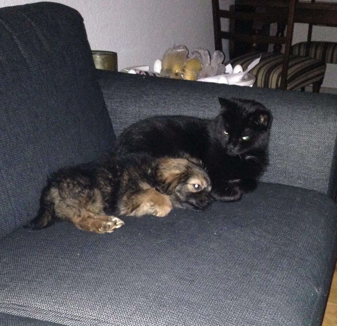 Blanding af racer Charger billede 13