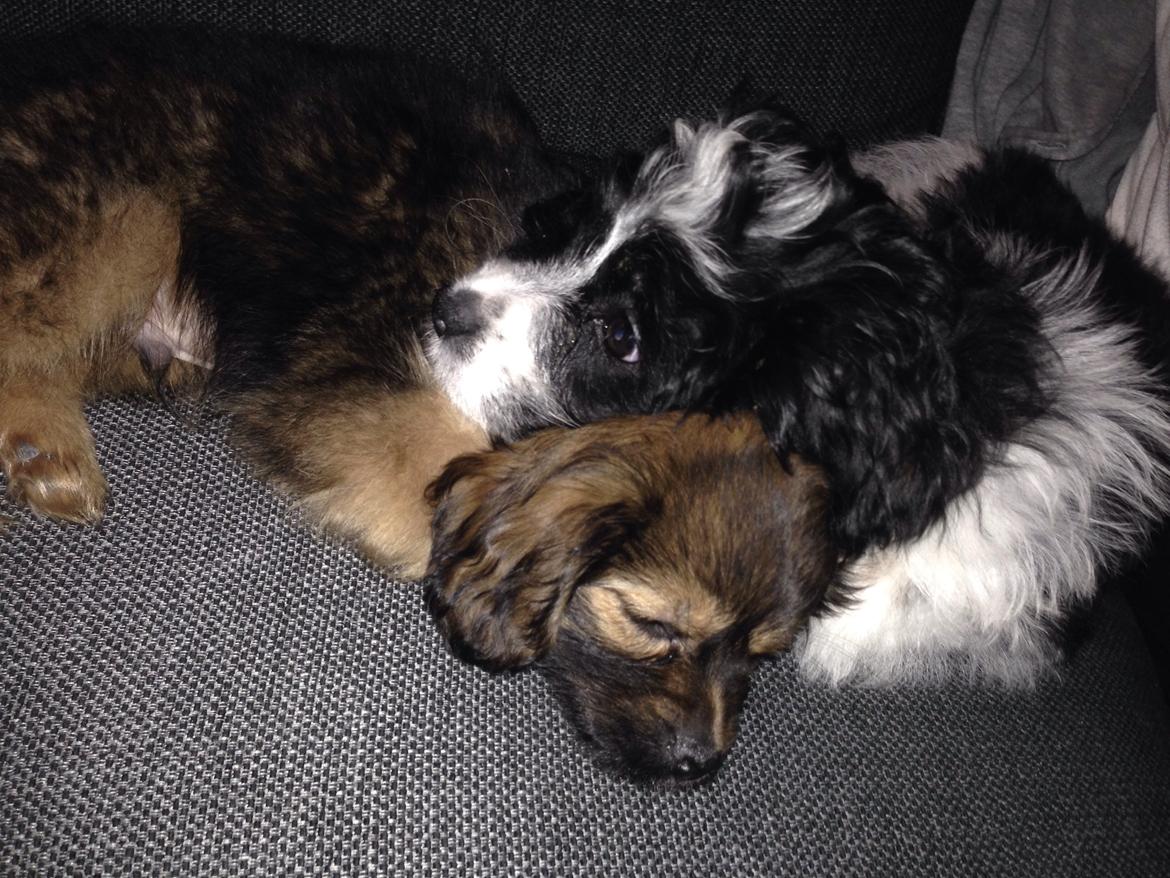 Blanding af racer Charger billede 14