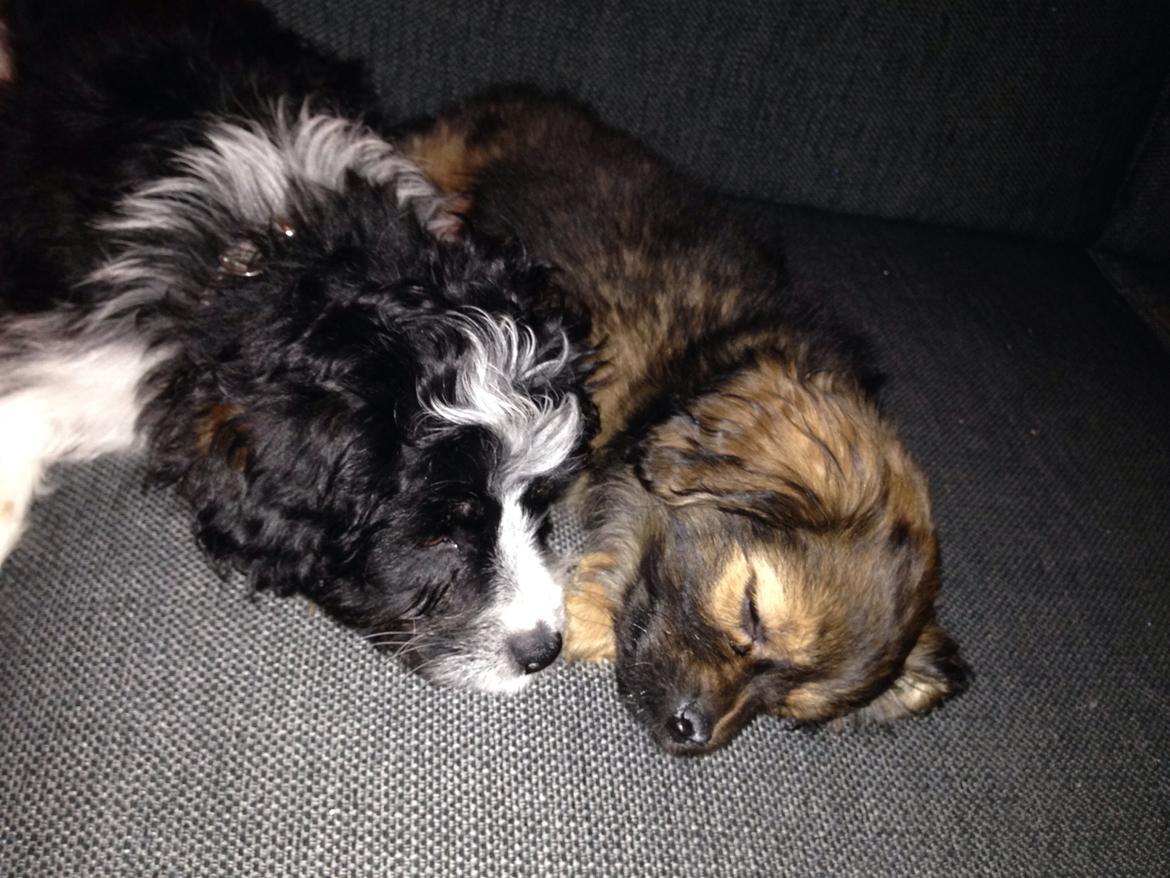 Blanding af racer Charger billede 15