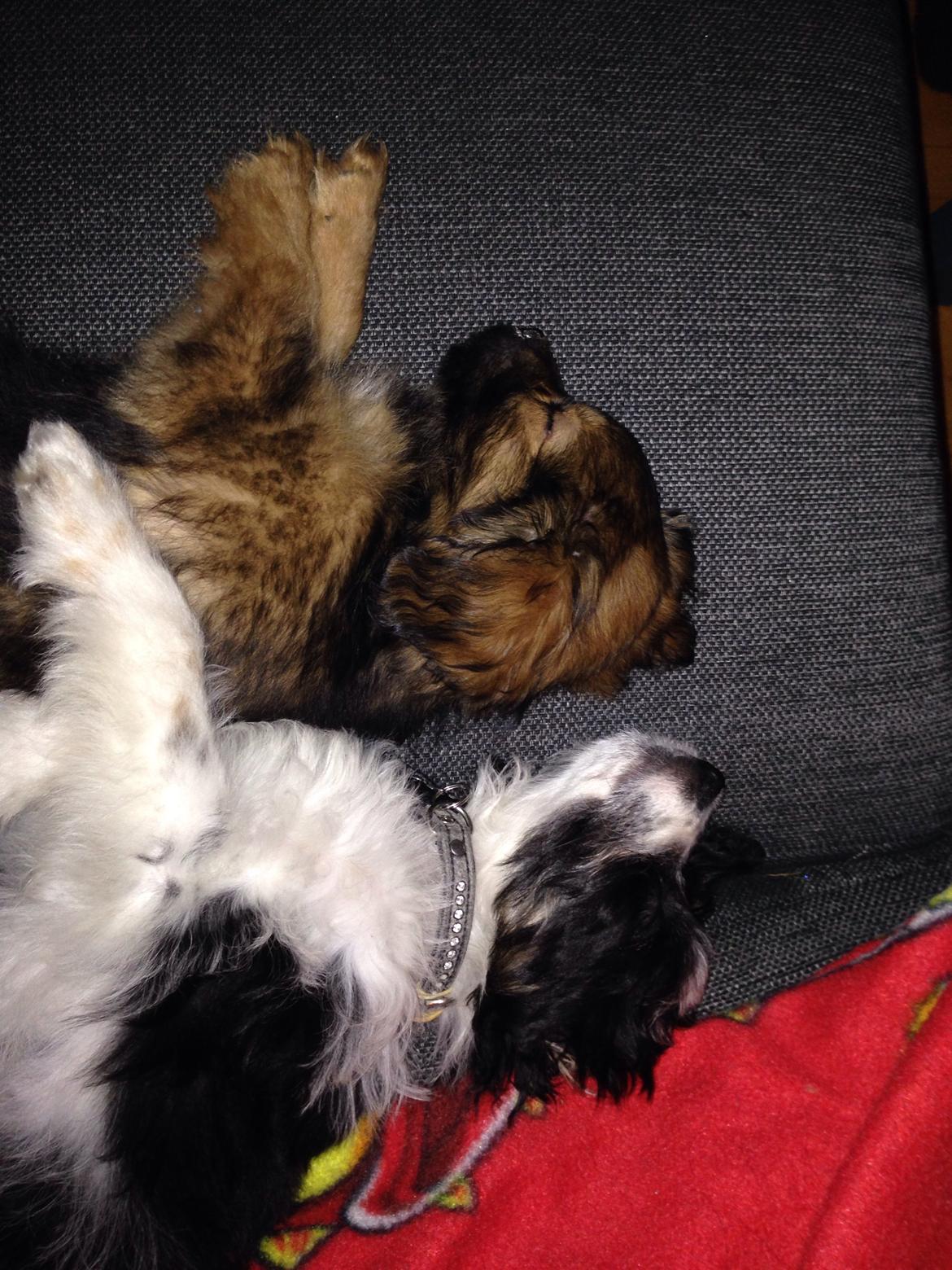 Blanding af racer Charger billede 16