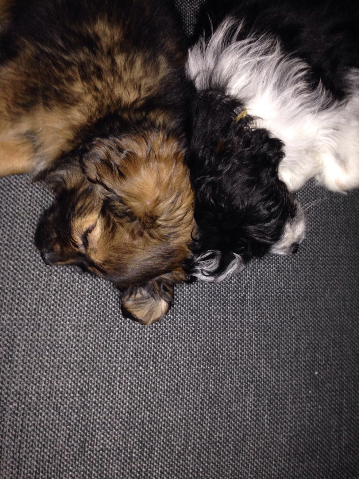 Blanding af racer Charger billede 17