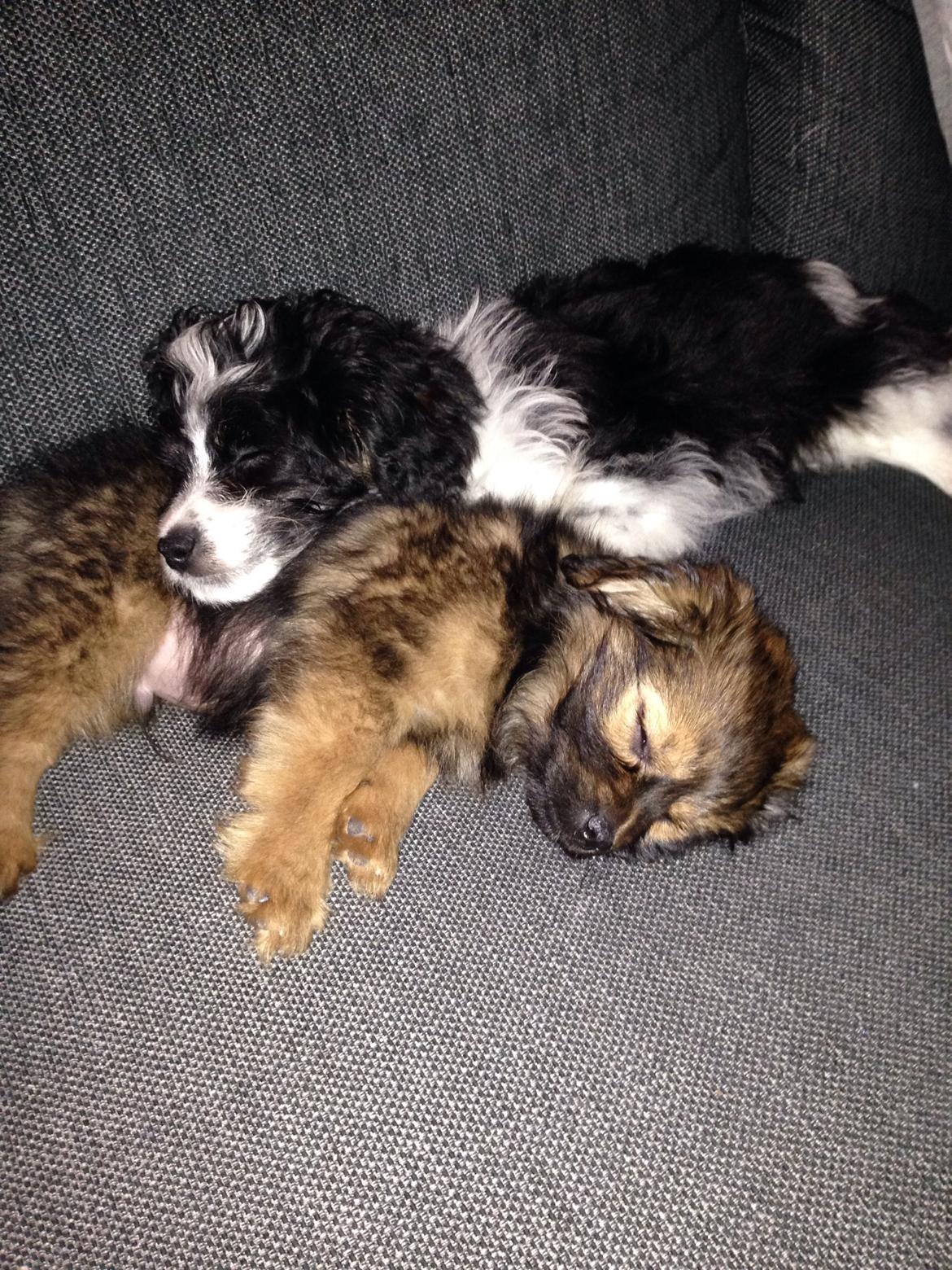 Blanding af racer Charger billede 18