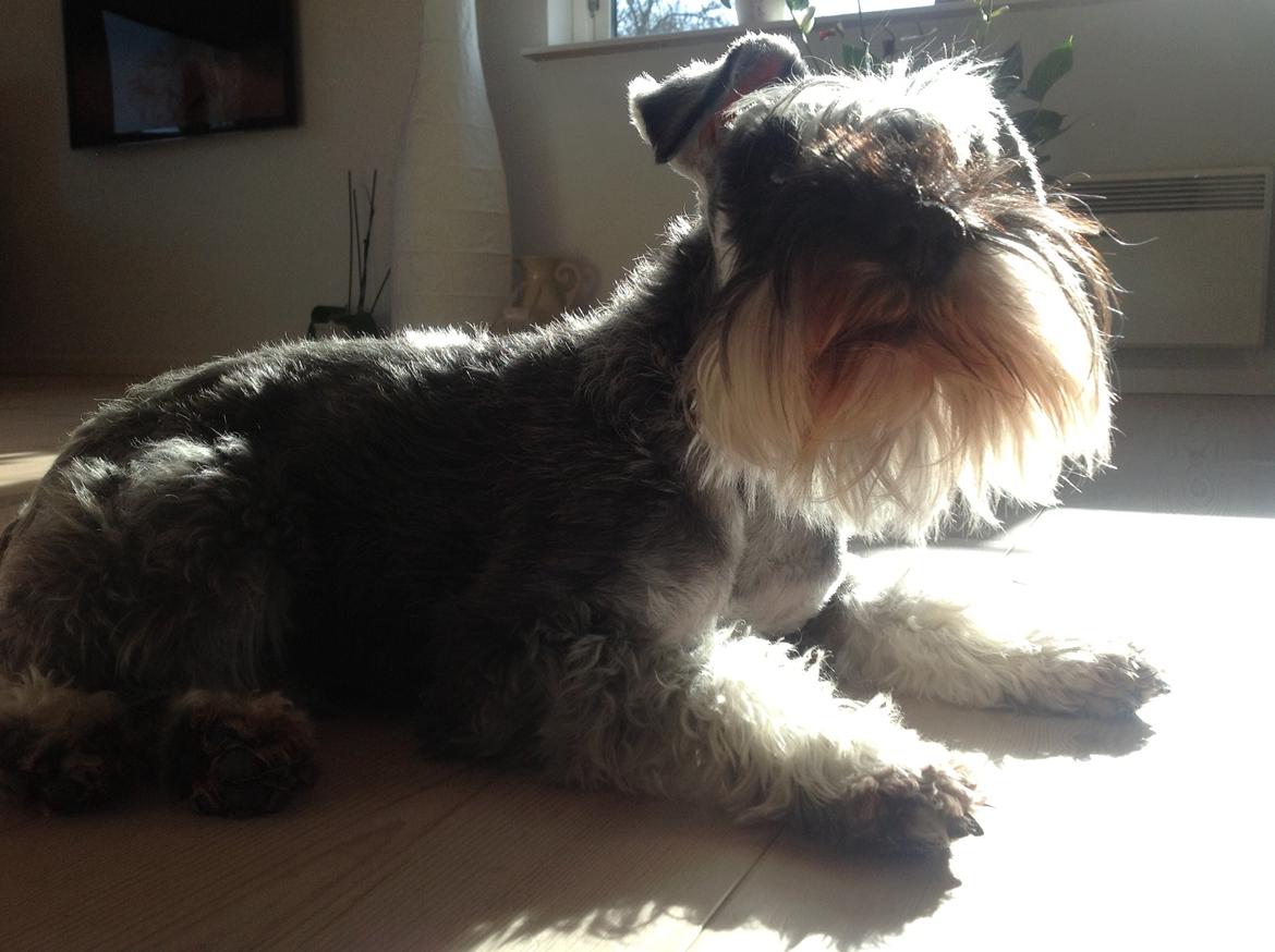 Dvaergschnauzer Bertha billede 2