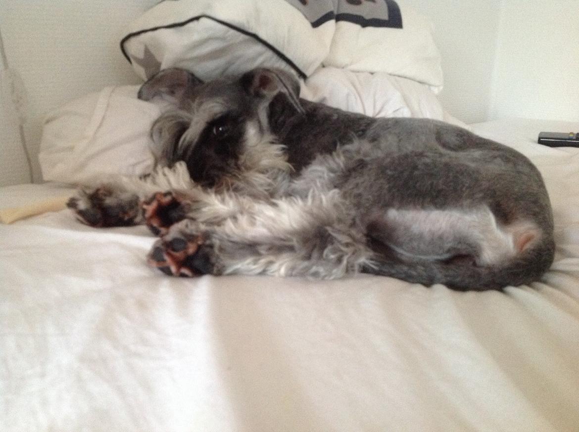 Dvaergschnauzer Bertha billede 3