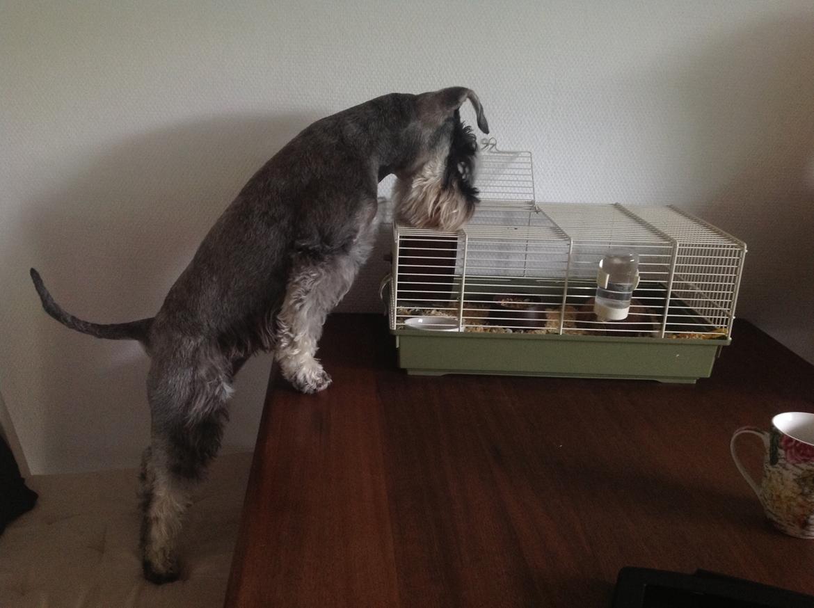 Dvaergschnauzer Bertha billede 4