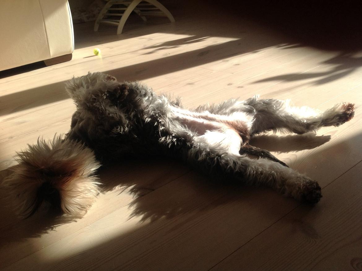 Dvaergschnauzer Bertha billede 5