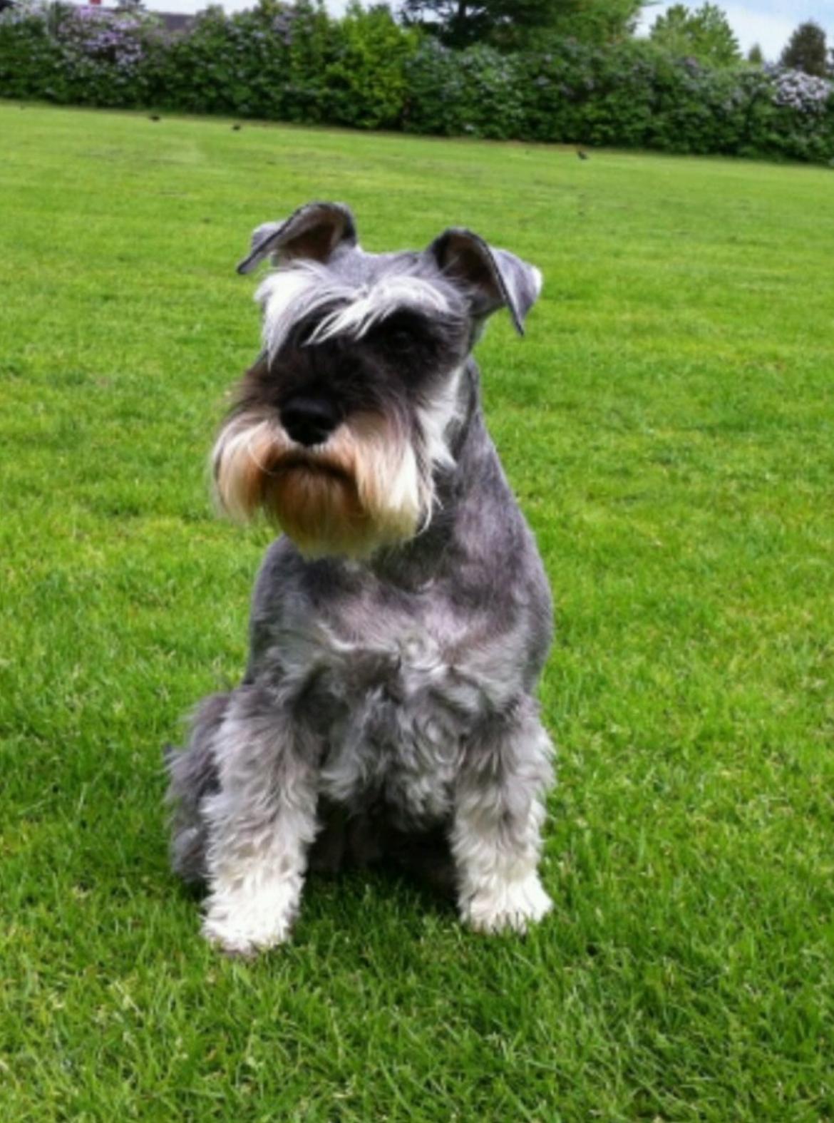 Dvaergschnauzer Bertha billede 6