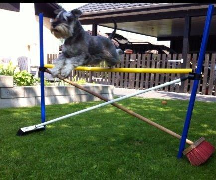 Dvaergschnauzer Bertha billede 7